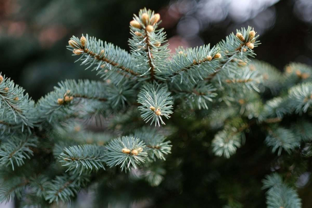 Где в Астрахани купить новогоднюю елку Где в Астрахани купить новогоднюю елку