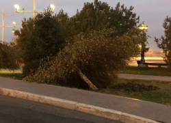 В Астрахани автомобиль снес дерево у памятника Петру I В Астрахани автомобиль снес дерево у памятника Петру I