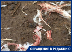 В Астрахани бродячие собаки растерзали живность на глазах у хозяйки В Астрахани бродячие собаки растерзали живность на глазах у хозяйки