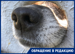 Нападают на людей, разоряют хозяйства: астраханское садовое товарищество оккупировали собаки Нападают на людей, разоряют хозяйства: астраханское садовое товарищество оккупировали собаки