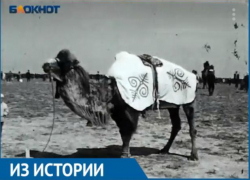 В Астраханской области скачки на верблюдах закончились беспорядками В Астраханской области скачки на верблюдах закончились беспорядками