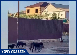Бездомные собаки, перепрыгнув через двухметровый забор, растерзали домашнего кота Бездомные собаки, перепрыгнув через двухметровый забор, растерзали домашнего кота