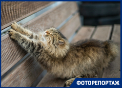 Осенние котики помогают астраханцам бороться с хандрой Осенние котики помогают астраханцам бороться с хандрой