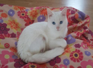 Как сложилась судьба сбитого машиной кота, которого астраханцы спасали всем миром Как сложилась судьба сбитого машиной кота, которого астраханцы спасали всем миром