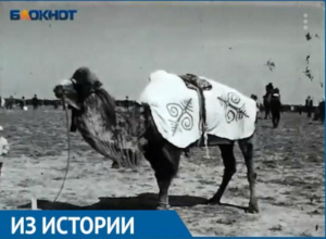В Астраханской области скачки на верблюдах закончились беспорядками В Астраханской области скачки на верблюдах закончились беспорядками