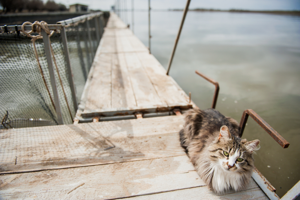 Трое в лодке: астраханские рыбаки спасли котиков с дикого острова