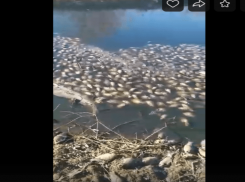 В Астраханском водоеме гниёт прибитая к берегу мертвая рыба 
