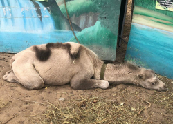В Астрахань приехал зоопарк с полумертвыми животными 