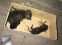 В Астрахани новорожденных котят заживо похоронили в мусорнике
