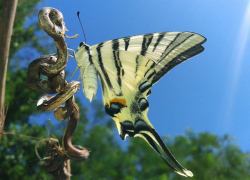 Какие бабочки Астраханского заповедника названы в честь героев мифов?