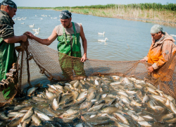 Астраханцам запретят ловить воблу в самые рыбные дни 
