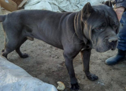 Астраханец бросил своего полуслепого пса в приюте для бездомных животных