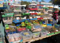 Астраханский птичий рынок в скором времени может прекратить свое существование