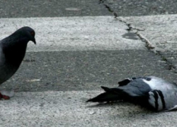 Стала известна причина массовой гибели голубей в Астрахани