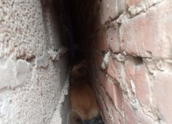 Астраханец спас собаку, которая шесть дней провела в узком проеме 