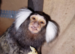 В зоопарке под Астраханью живут самые маленькие в мире обезьянки
