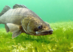 Берш – это вам не судак: какая рыба ловится в астраханских реках