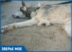 В Астрахани инженер разрабатывает протез для пса, лишившегося лапы