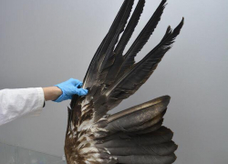 В Астраханской области погибла редкая птица