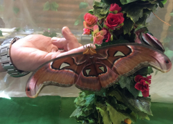 В астраханском Кремле появилась на свет редкая гигантская бабочка