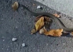 Что за змеи выползли на астраханские улицы