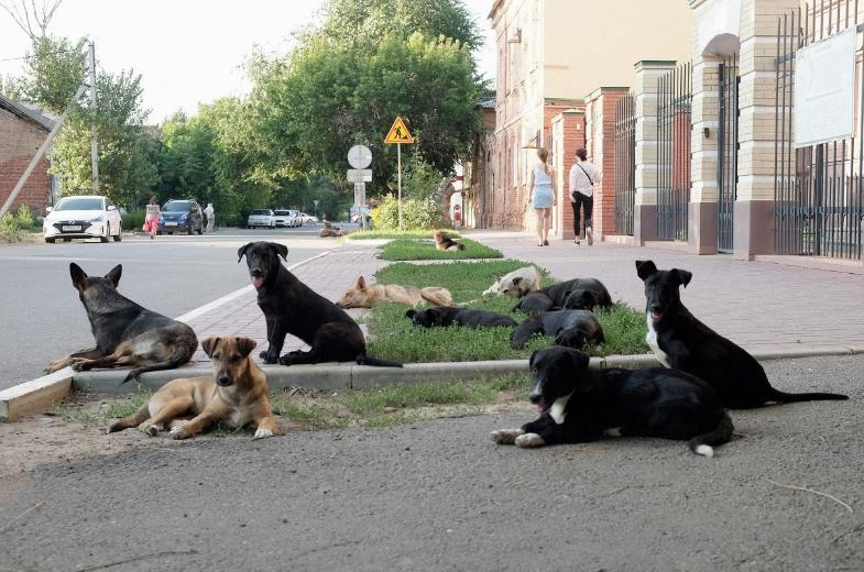 В Астрахани выявлен очередной очаг бешенства