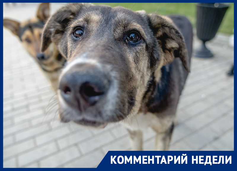 «Собака-то не виновата»: астраханец подал иск в 1 миллиард рублей к городской администрации