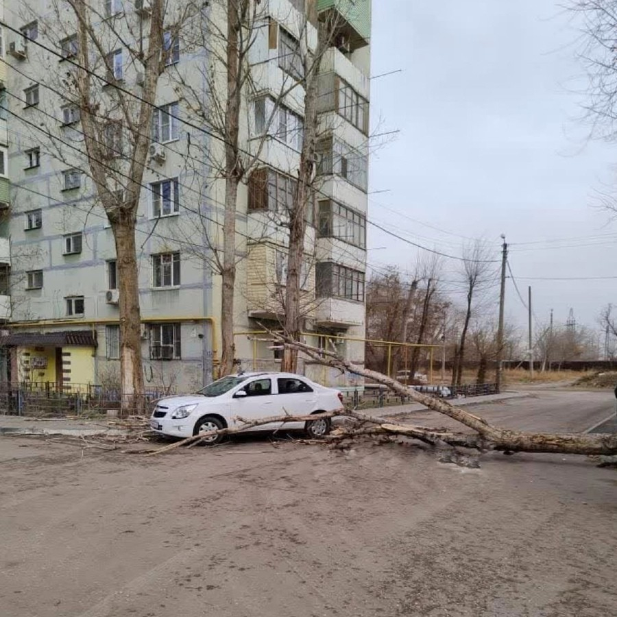 Из-за ветра в Астрахани на машину упало дерево | 01.12.2021 | Астрахань -  БезФормата